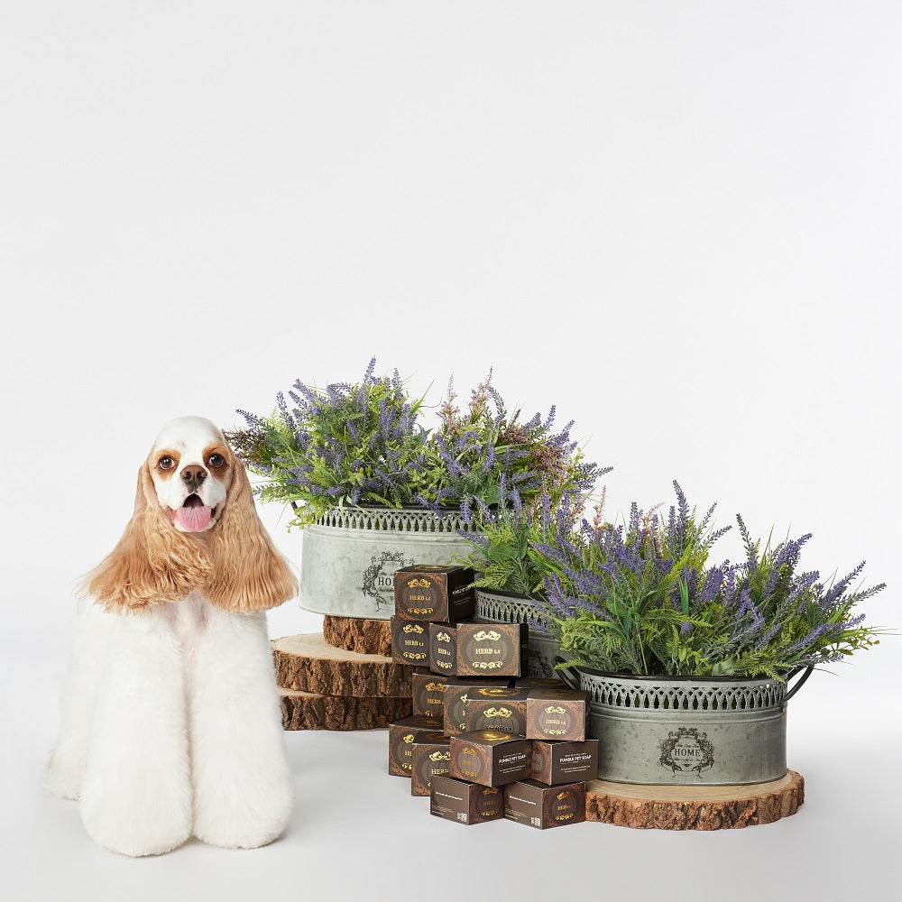 💜新品上架【梨花娘總代理】🫧韓國PUMBLEPET 韓國獸醫推薦|天然草本茶香精油 皮膚屏障健康 淨化異味