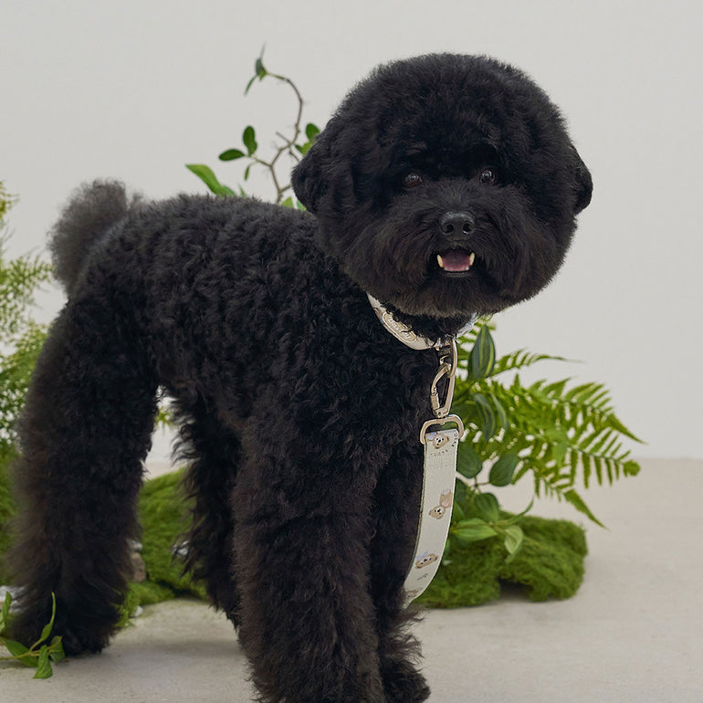韓國新品上架【梨花娘】🐾BAILEY 🐶秋冬新品 馬卡龍柔軟色系小熊圖案簡易款寵物牽繩(3色)