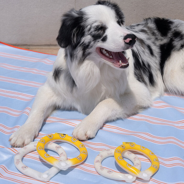 韓國新品上架【梨花娘】🐾BAILEY 🐶炎炎夏日寵物頸部降溫舒緩夜間瑩光冷卻頸圈(2色)