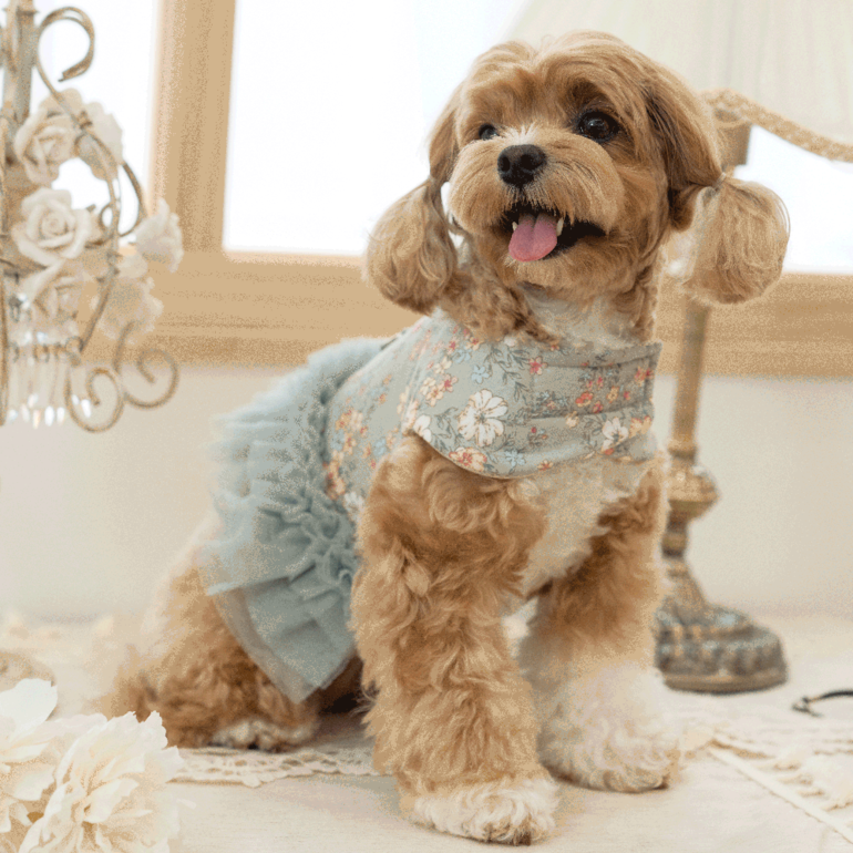 韓國新品上架【梨花娘】🐾BAILEY 🐶秋冬新品 溫柔蕾絲荷葉邊花朵復古可愛寵物服飾(2色)