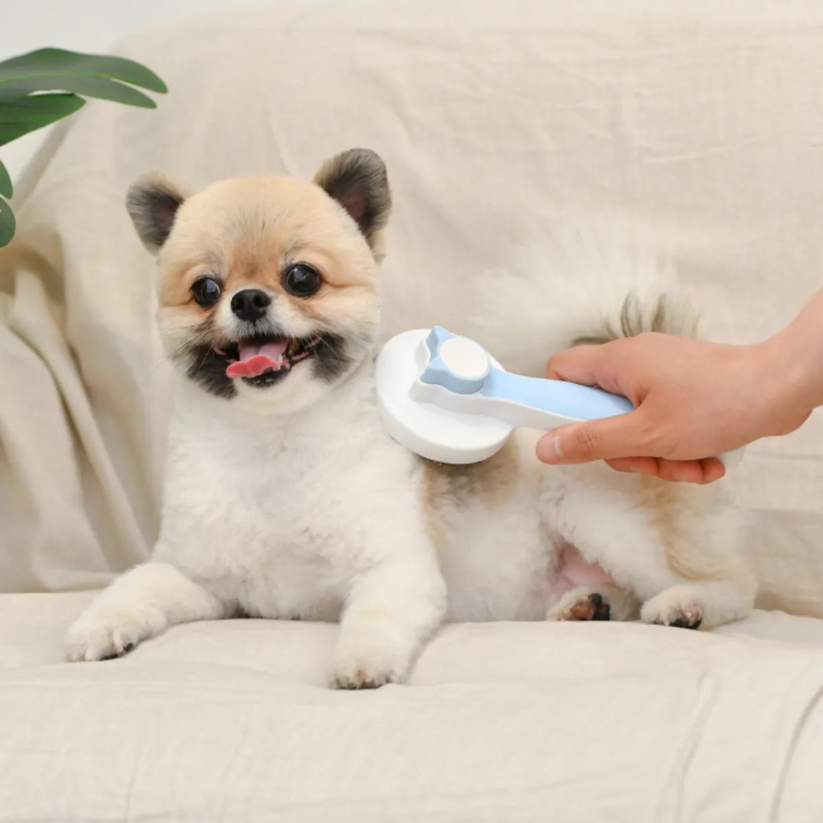 🌸新品上架【梨花娘】韓國 OLCHI 不沾手一鍵退毛寵物梳|除浮毛廢毛・按摩不刮膚
