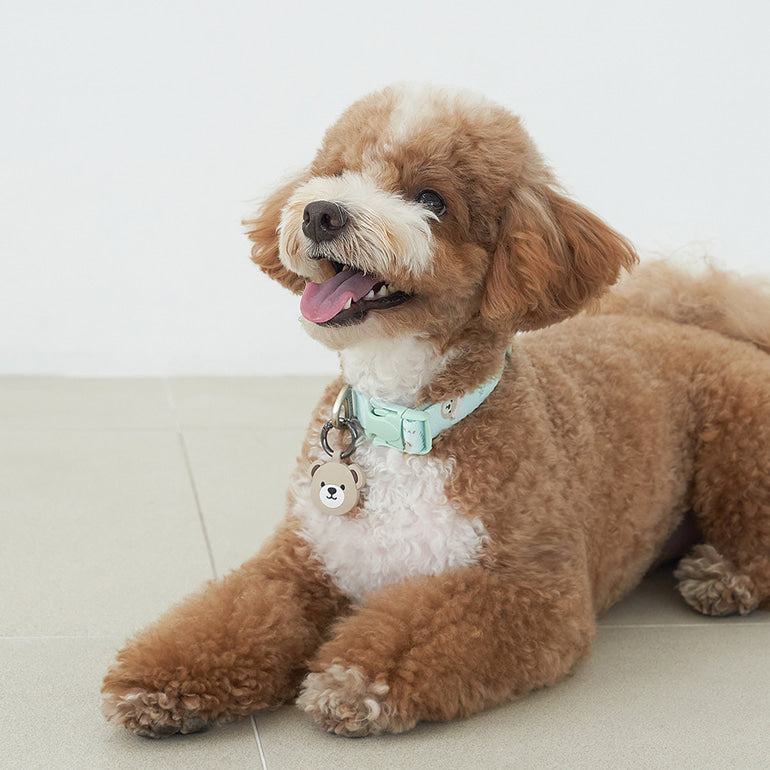 韓國新品上架【梨花娘】🐾BAILEY 🐶秋冬新品 馬卡龍柔軟色系小熊圖案簡易款寵物牽繩(3色)