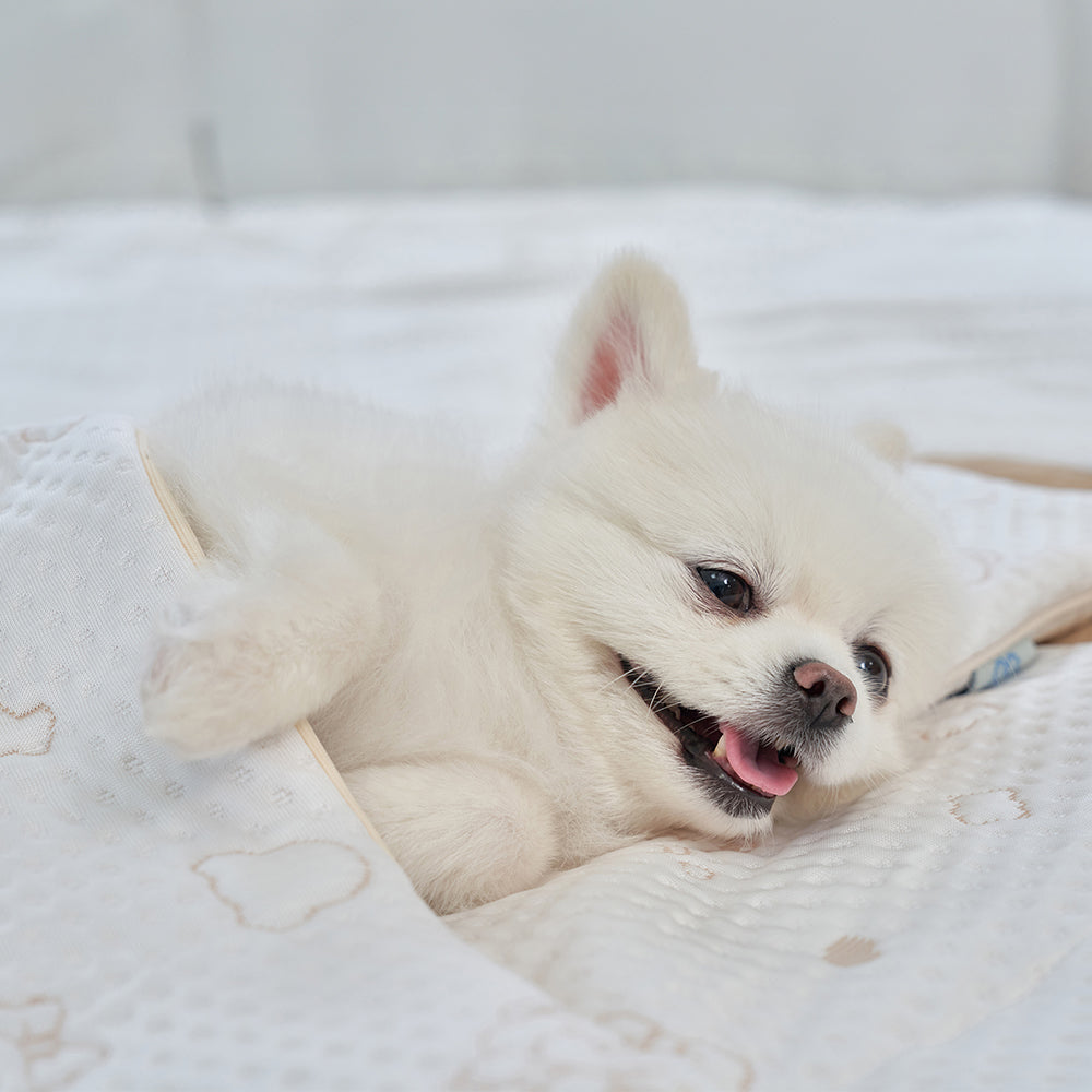 💕【梨花娘總代理】🐾韓國BAILEY ❄️夏日寵物極致降溫冰涼雪花泰迪熊圖案附冰涼袋收納墊(4色)