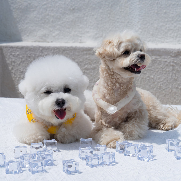 韓國新品上架【梨花娘】🐾BAILEY 🐶炎炎夏日寵物頸部降溫舒緩夜間瑩光冷卻頸圈(2色)