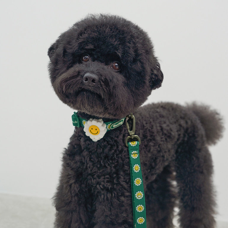 韓國新品上架【梨花娘】🐾BAILEY 🐶秋冬新品 飽合亮色花朵微笑簡易款寵物項圈(4色)