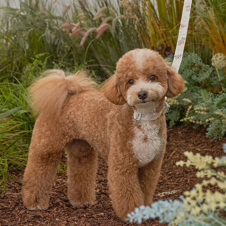 韓國新品上架【梨花娘】🐾BAILEY 🐶秋冬新品 馬卡龍柔軟色系小熊圖案寵物牽繩(3色)