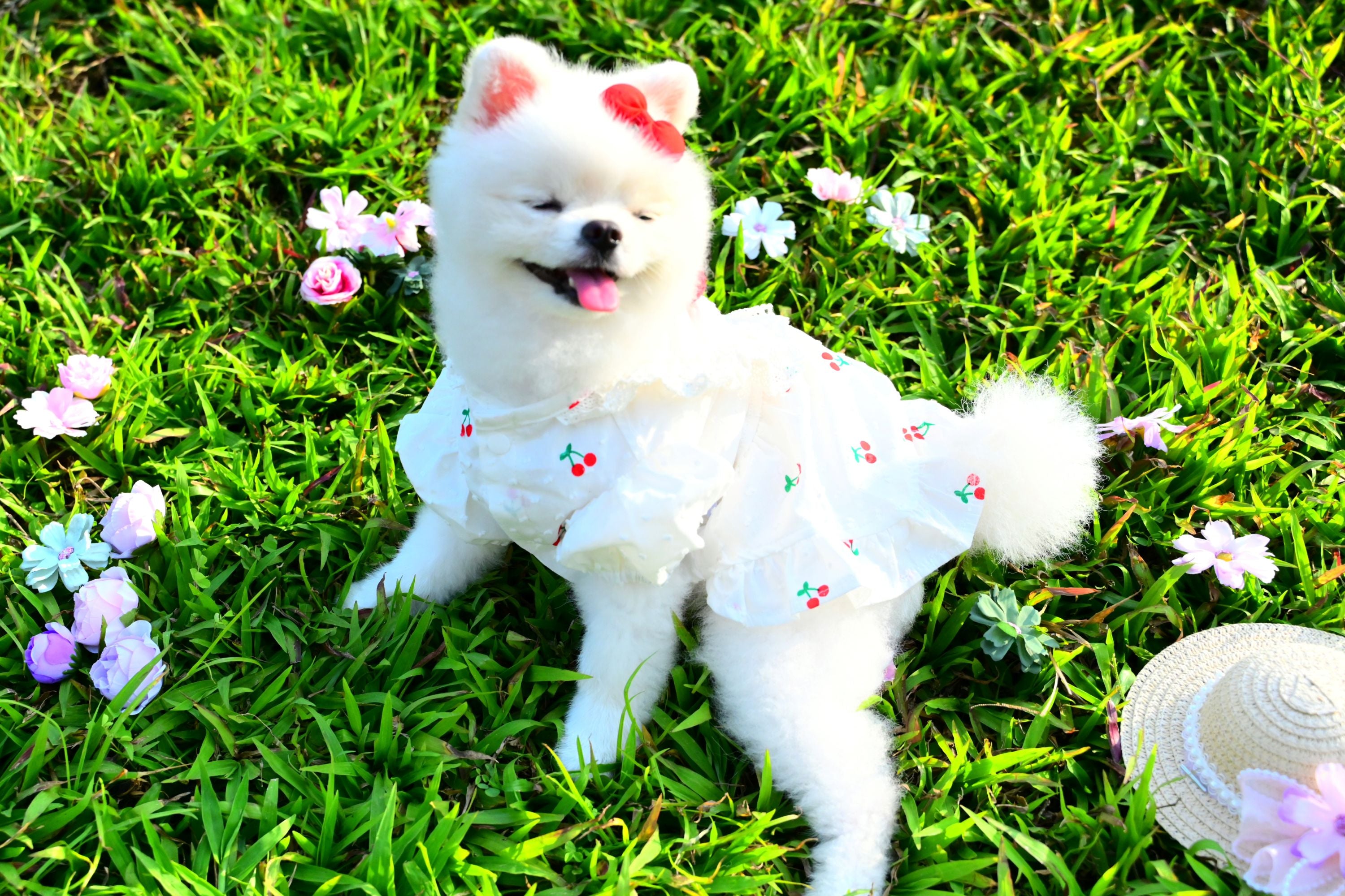 Korean BAILEY Pet Products Exquisite Cherry Dress (In Stock + Pre-order)