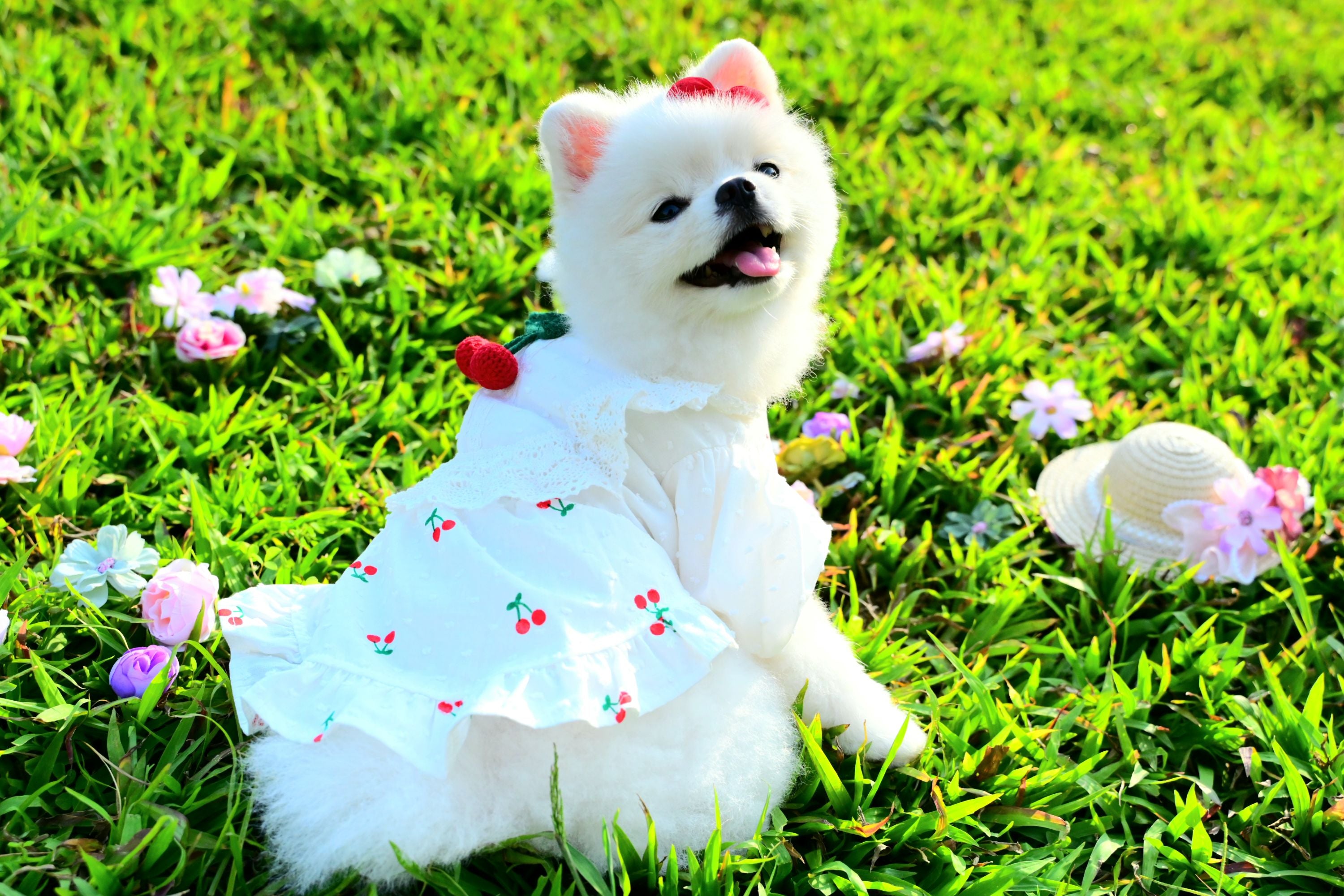Korean BAILEY Pet Products Exquisite Cherry Dress (In Stock + Pre-order)