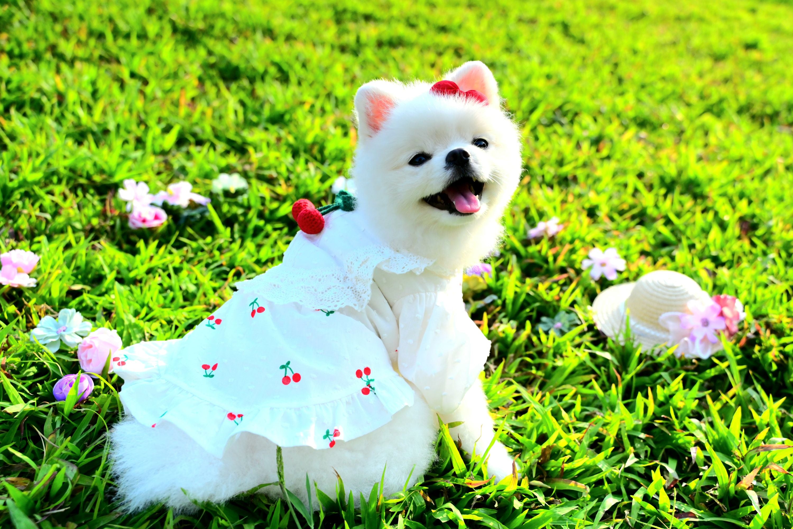 Korean BAILEY Pet Products Exquisite Cherry Dress (In Stock + Pre-order)