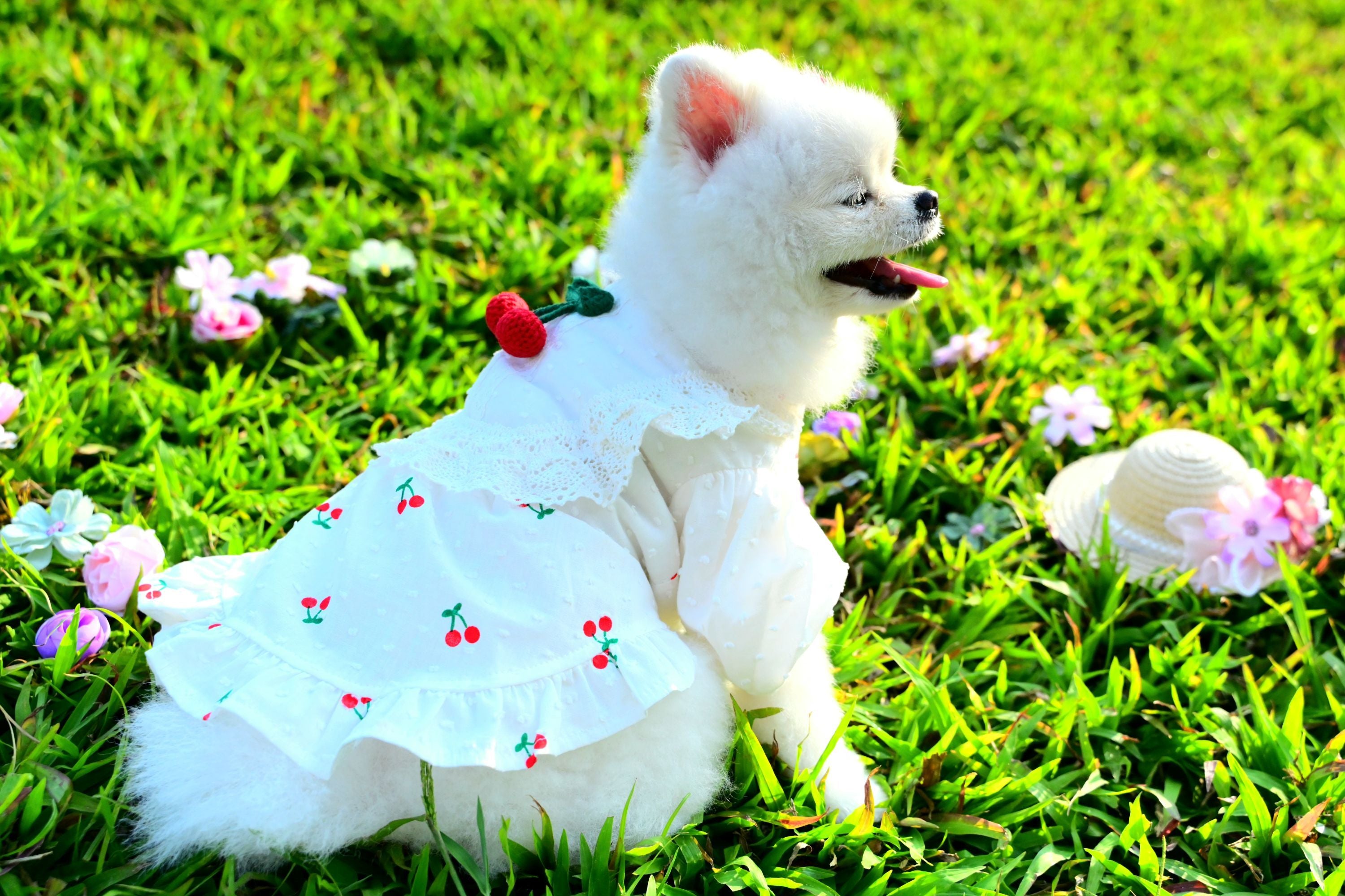 Korean BAILEY Pet Products Exquisite Cherry Dress (In Stock + Pre-order)