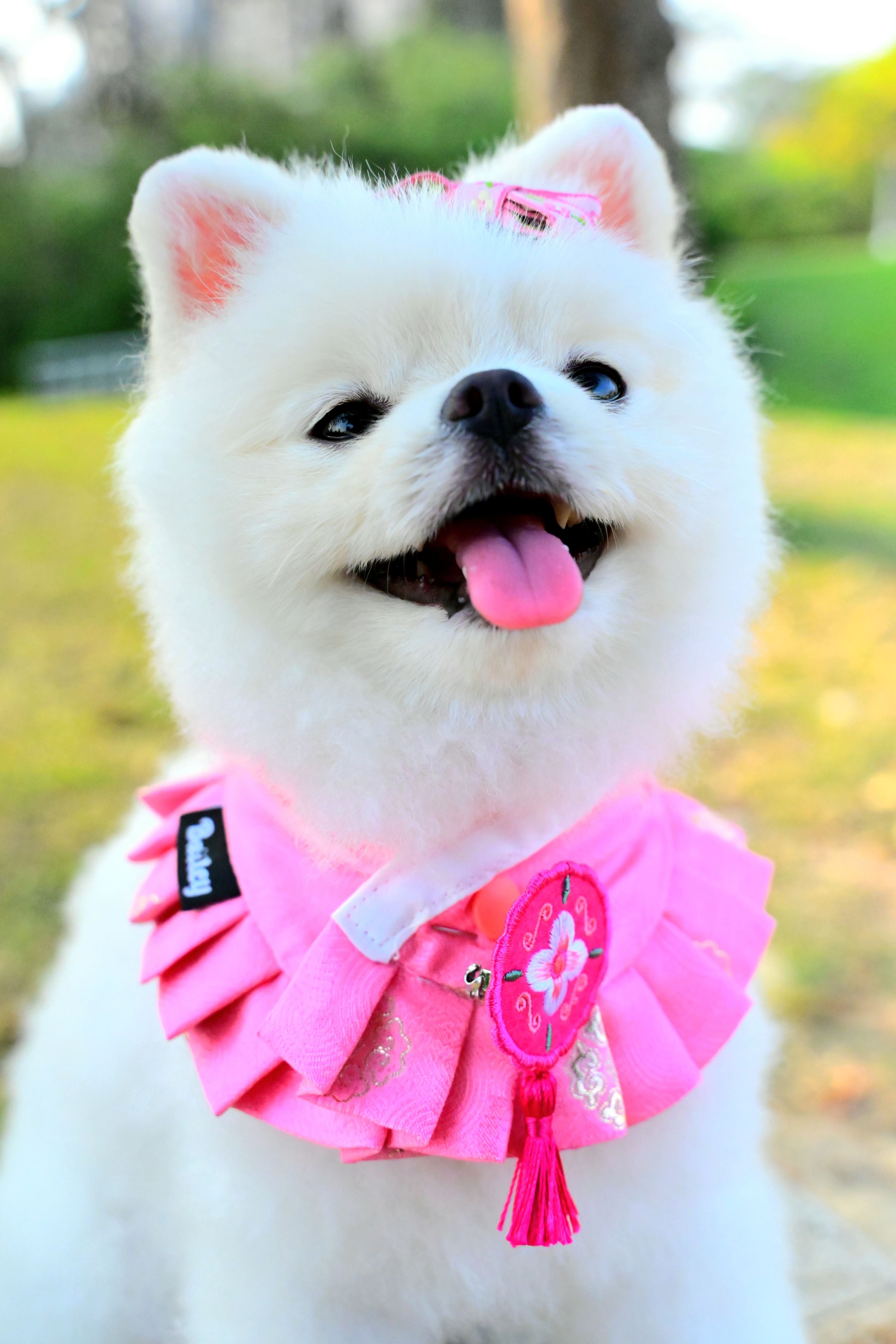 韓國BAILEY💖寵物品牌精緻韓服領巾(現貨+預購)