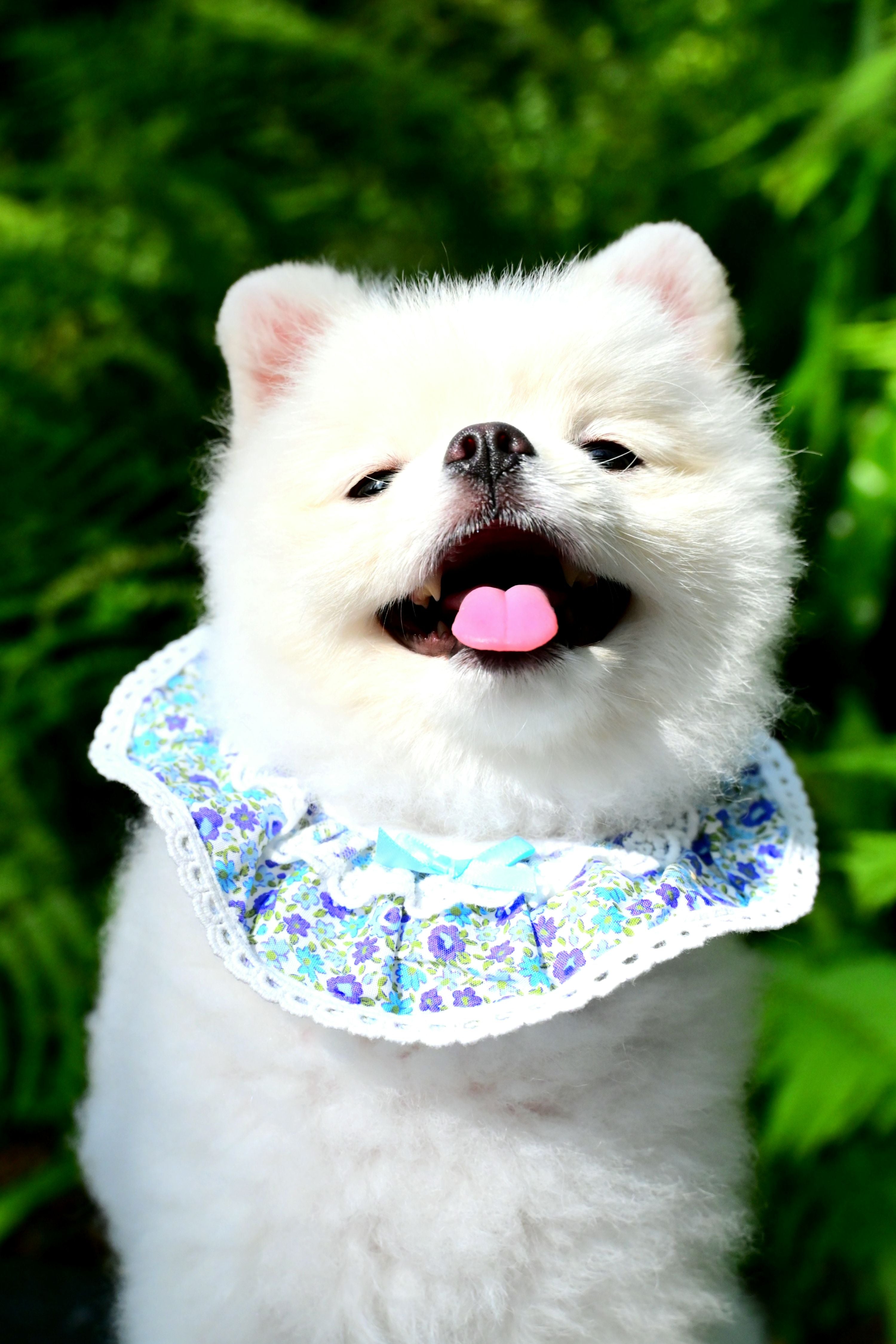 韓國BAILEY💖寵物品牌精緻韓服領巾(現貨+預購)