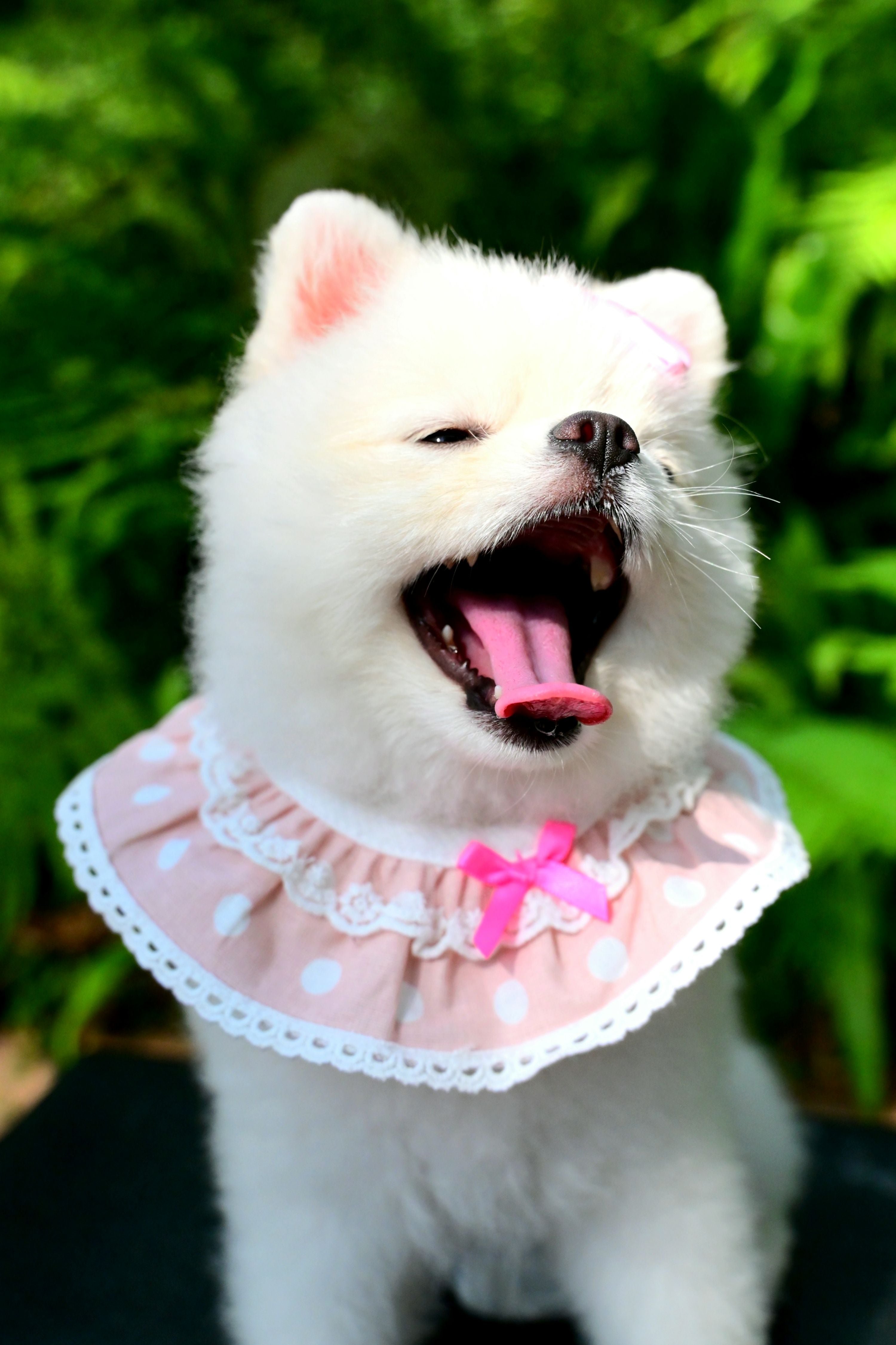 韓國BAILEY💖寵物品牌精緻韓服領巾(現貨+預購)