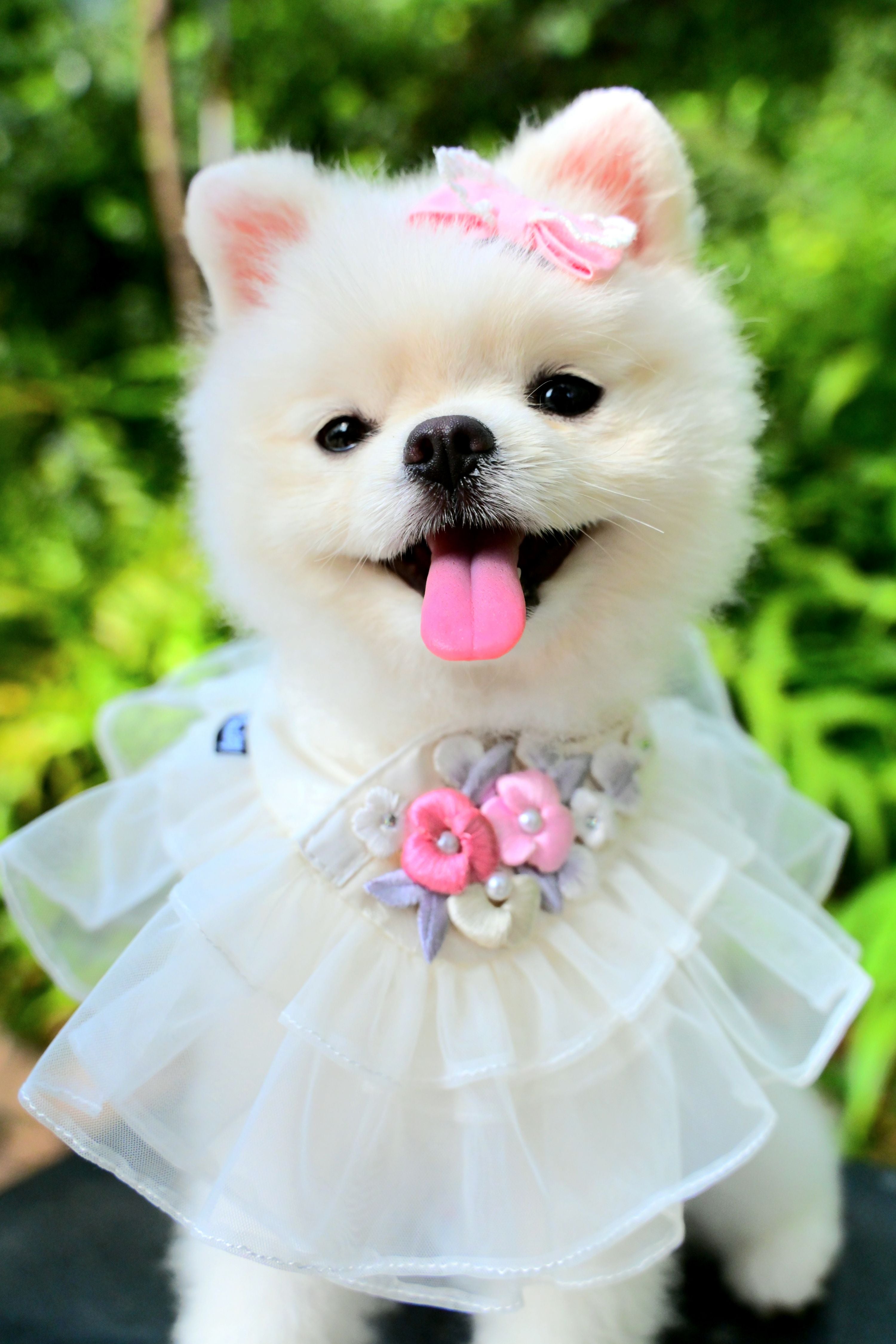 韓國BAILEY💖寵物品牌精緻韓服領巾(現貨+預購)