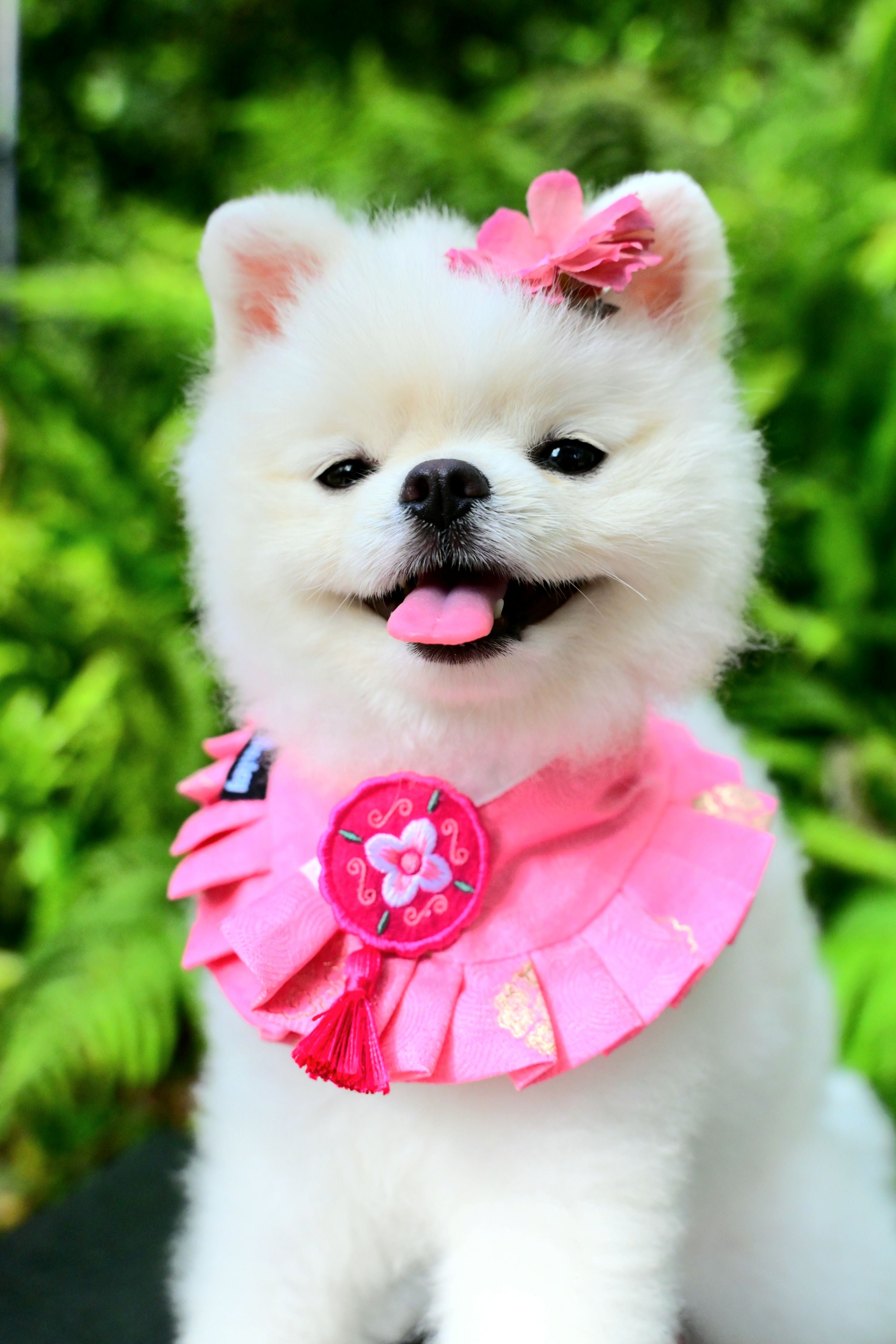 韓國BAILEY💖寵物品牌精緻韓服領巾(現貨+預購)