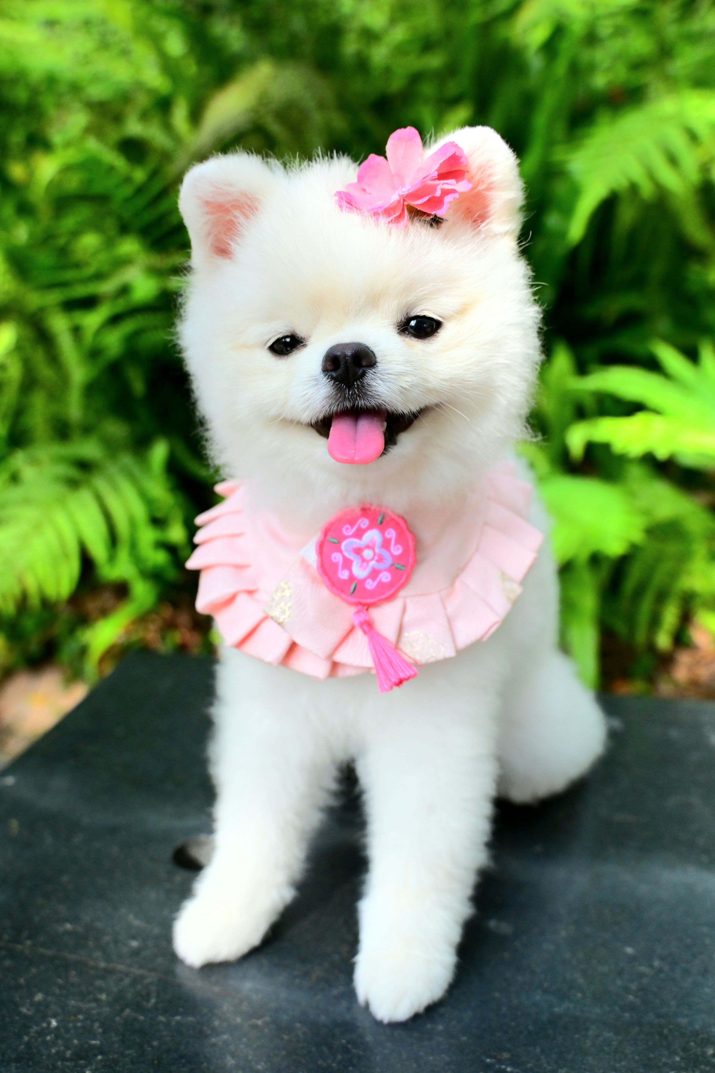 韓國BAILEY💖寵物品牌精緻韓服領巾(現貨+預購)