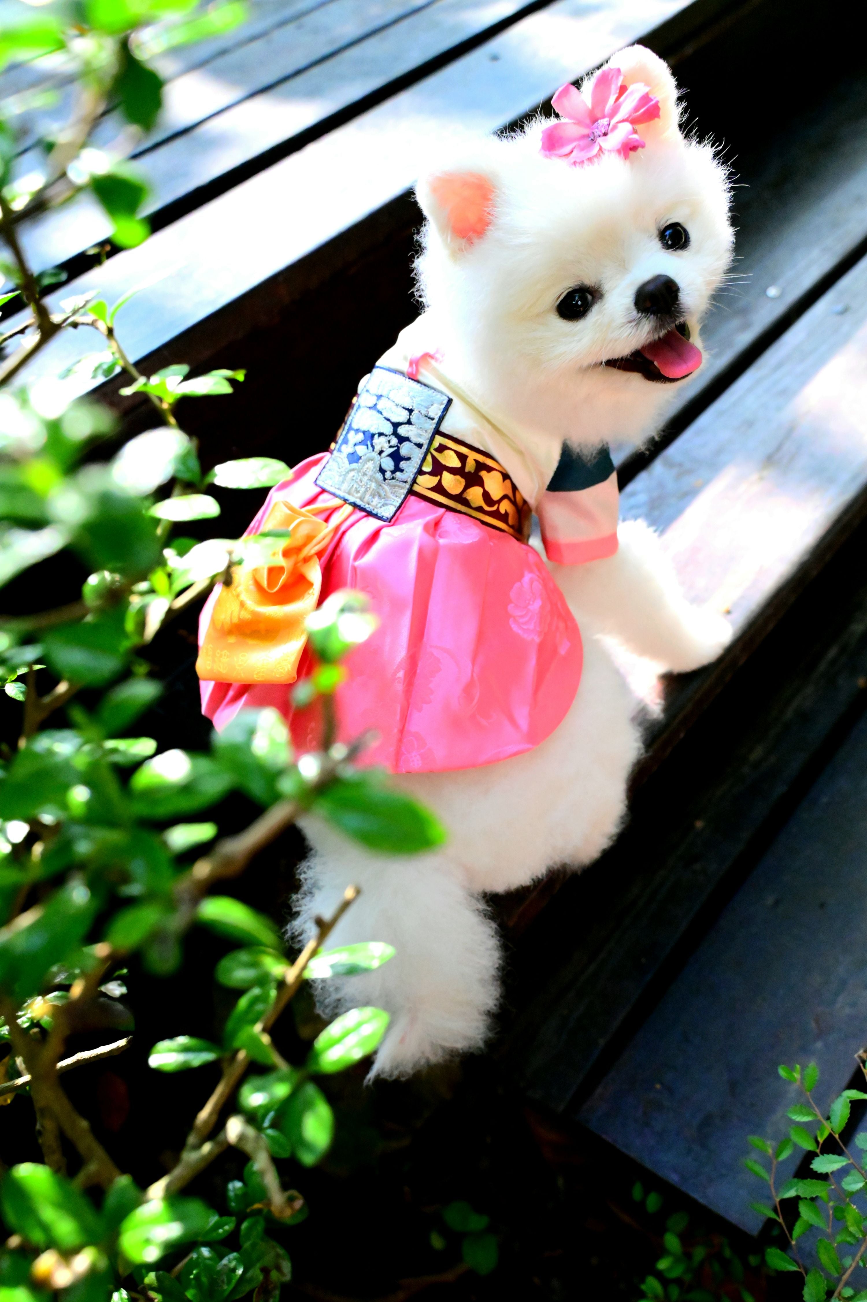 韓國BAILEY💖寵物品牌皇室韓服寵物刺繡衣服(現貨+預購)