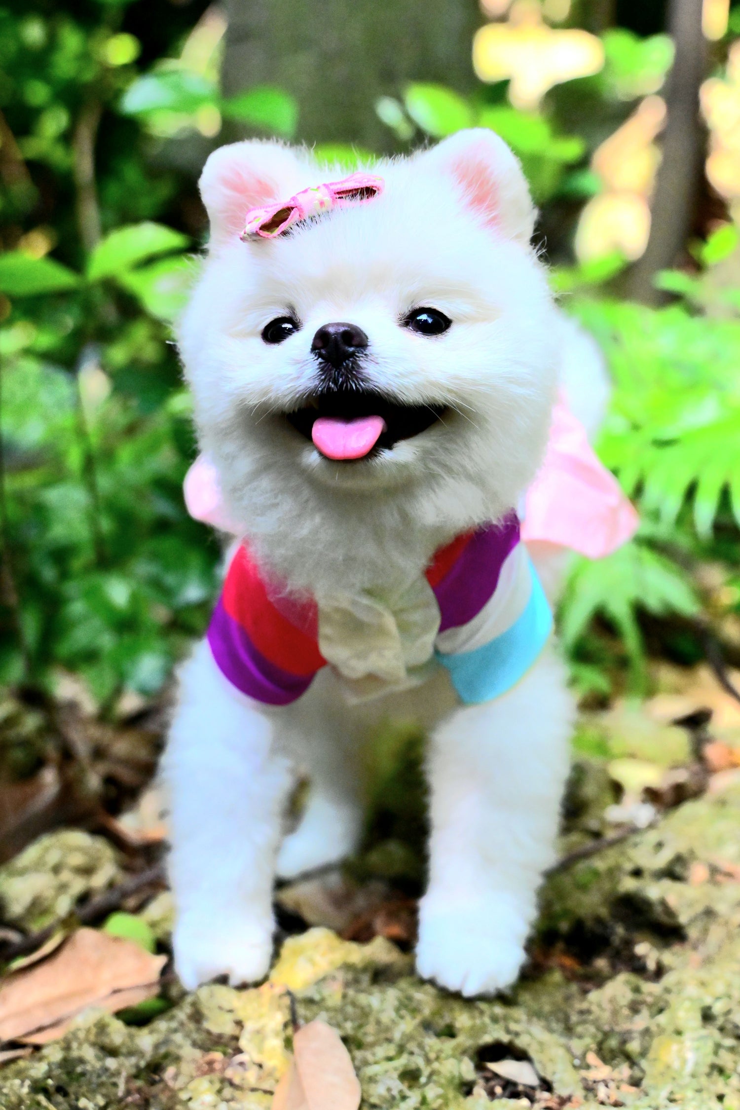 韓國BAILEY💖寵物品牌皇室韓服寵物刺繡衣服(現貨+預購)