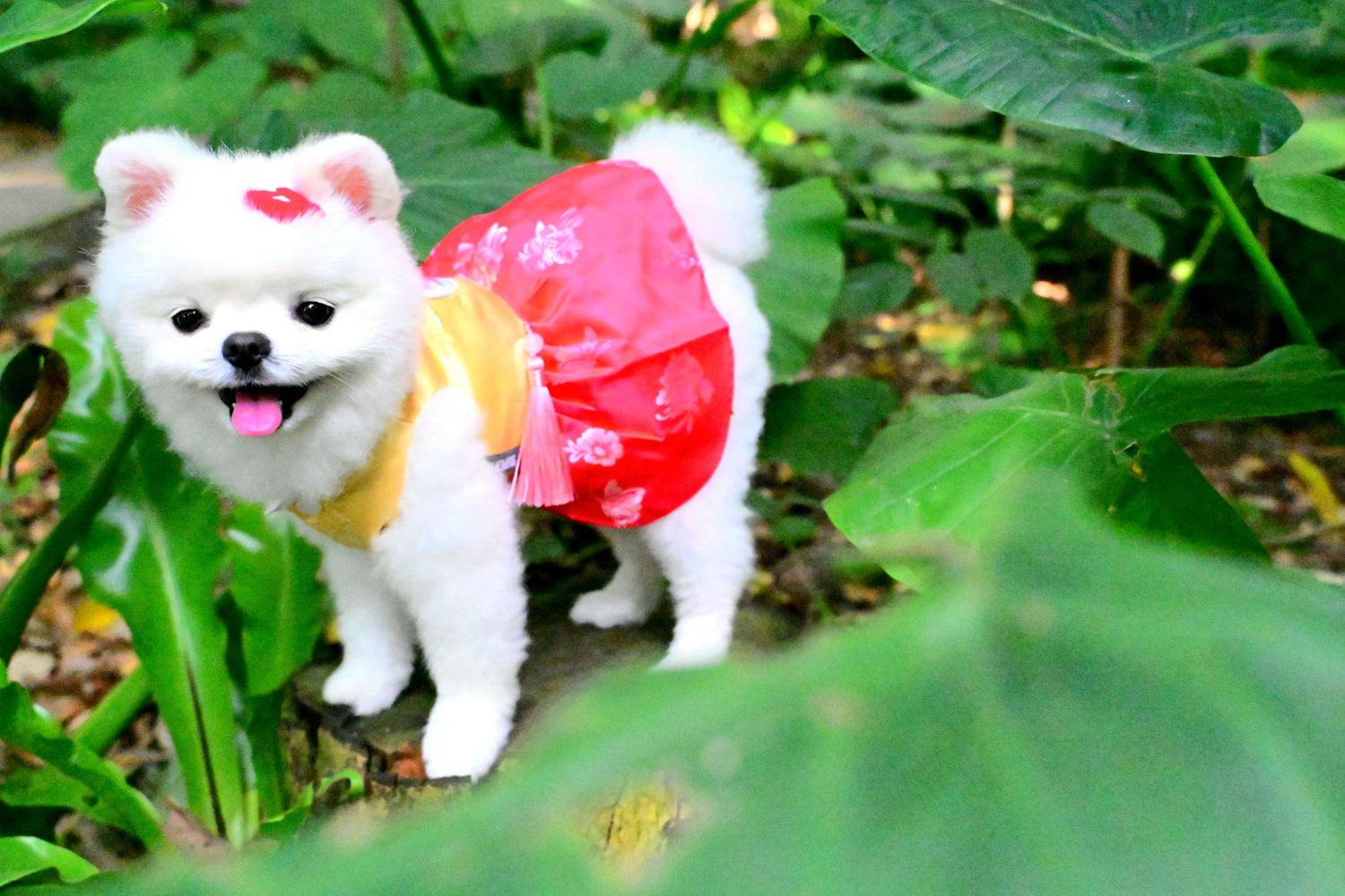 韓國BAILEY💖寵物品牌皇室韓服寵物刺繡衣服(現貨+預購)