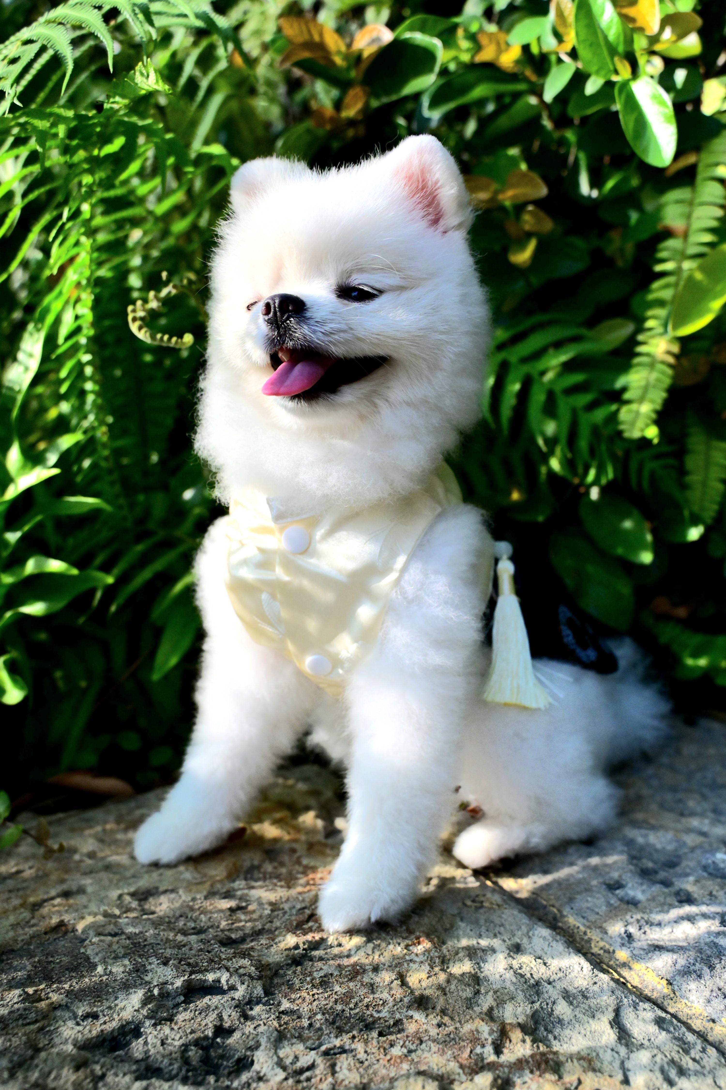 韓國BAILEY💖寵物品牌皇室韓服寵物刺繡衣服(現貨+預購)