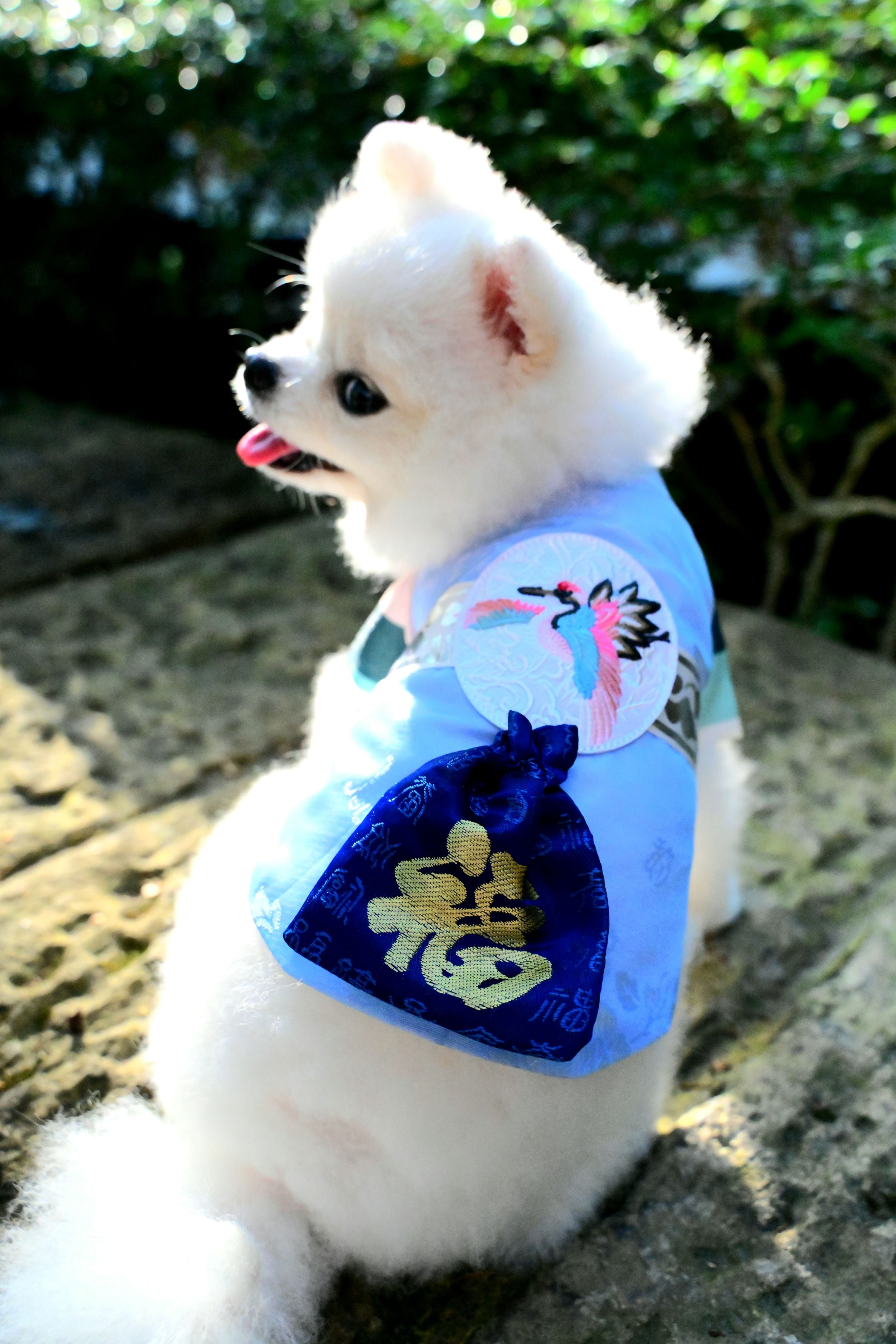 韓國BAILEY💖寵物品牌皇室韓服寵物刺繡衣服(現貨+預購)