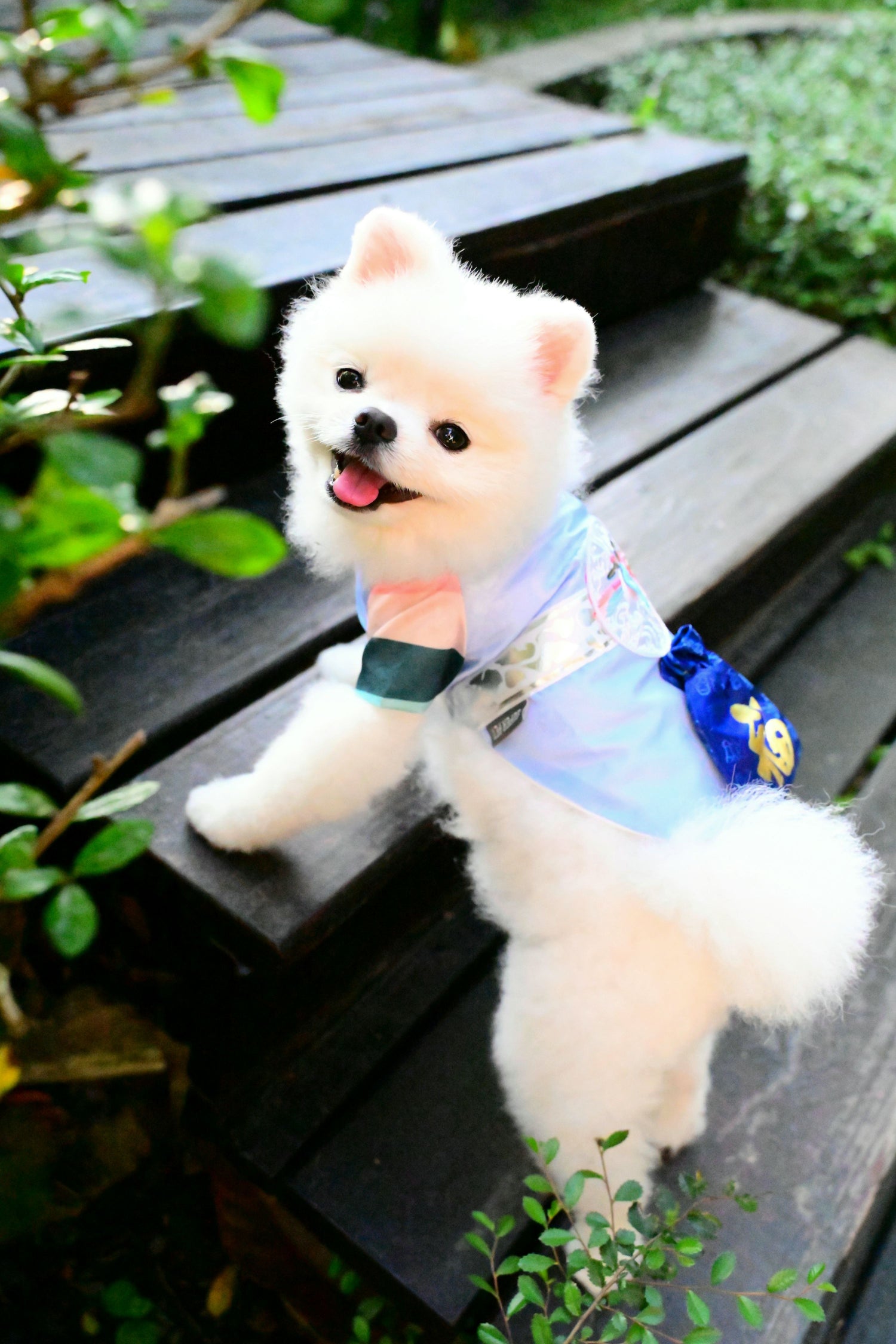 韓國BAILEY💖寵物品牌皇室韓服寵物刺繡衣服(現貨+預購)