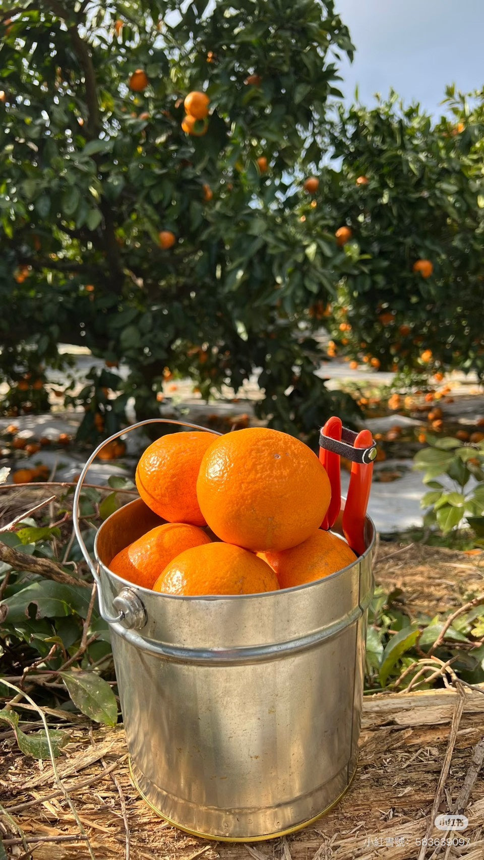 💜新品上架【梨花娘】🫧韓國🇰🇷濟州限定 苦盡柑來・好事花生吊飾💖💐(12月底~1月初到貨)