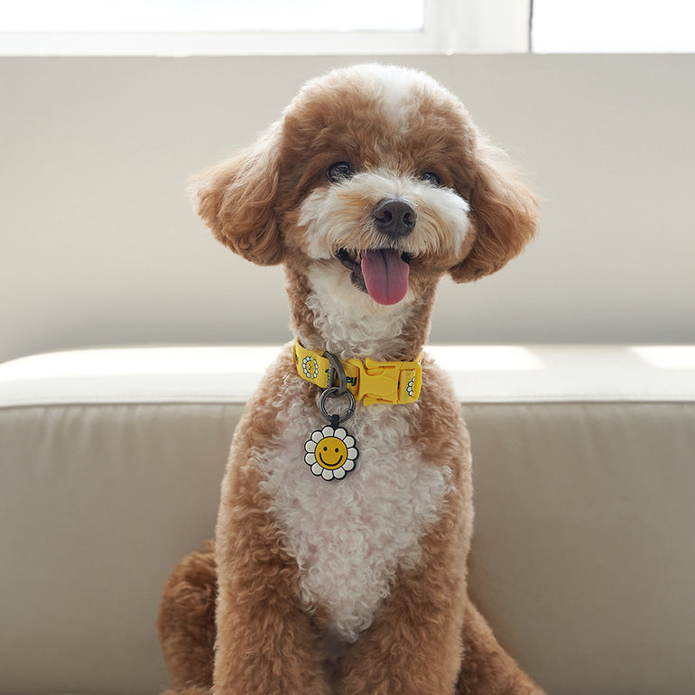 韓國新品上架【梨花娘】🐾BAILEY 🐶秋冬新品 飽合亮色花朵微笑簡易款寵物項圈(4色)