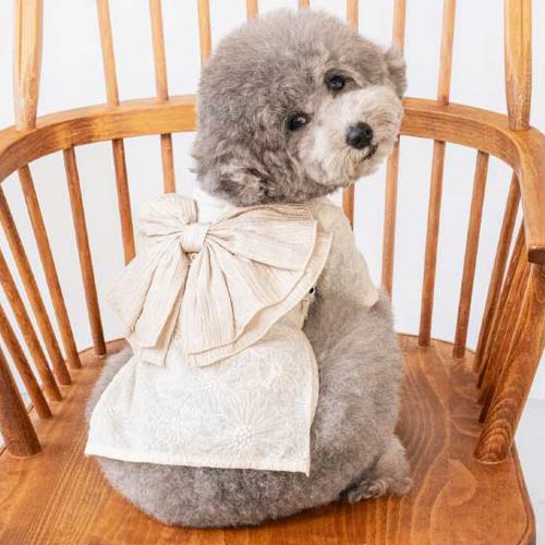 新品上架【梨花娘總代理】🐾日本品牌Solgra 🐶立體蕾絲褶皺和風奢華寵物和服(S~XXL)