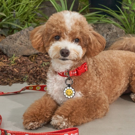 韓國新品上架【梨花娘】🐾BAILEY 🐶秋冬新品 飽合亮色花朵微笑簡易款寵物牽繩(4色)