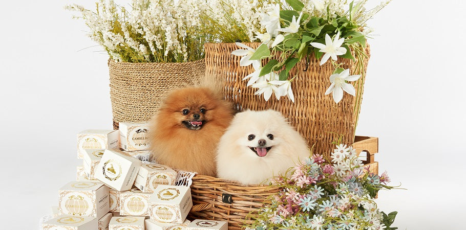 💜新品上架【梨花娘總代理】🫧韓國PUMBLEPET 韓國獸醫推薦｜天然山茶花玫瑰柔順滋養寵物清潔洗毛皂