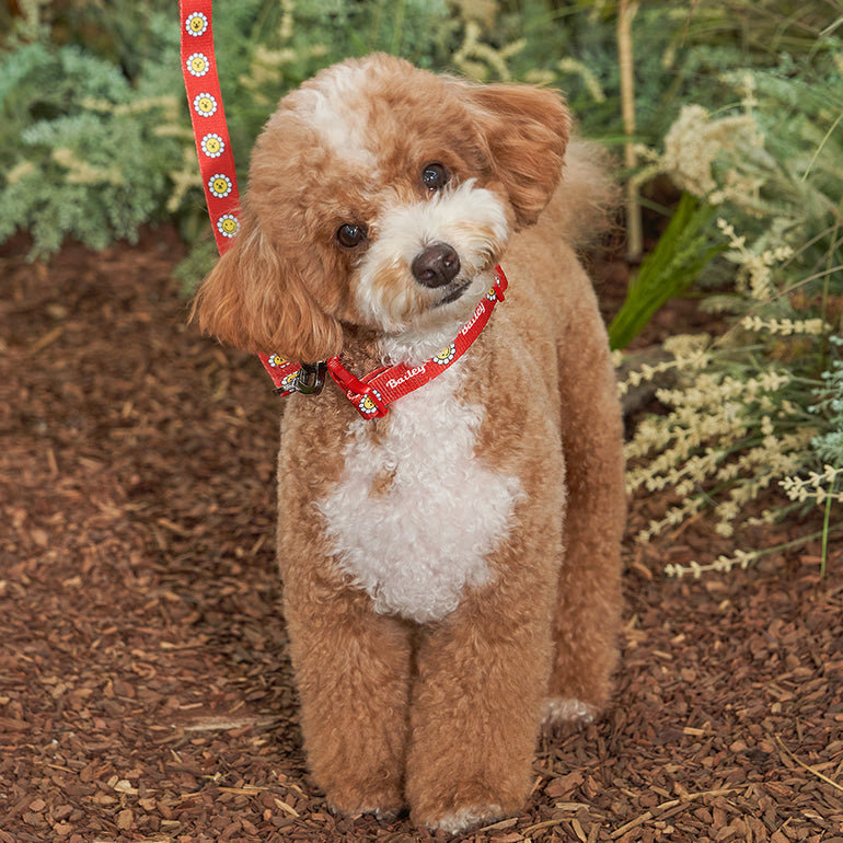 韓國新品上架【梨花娘】🐾BAILEY 🐶秋冬新品 飽合亮色花朵微笑簡易款寵物牽繩(4色)