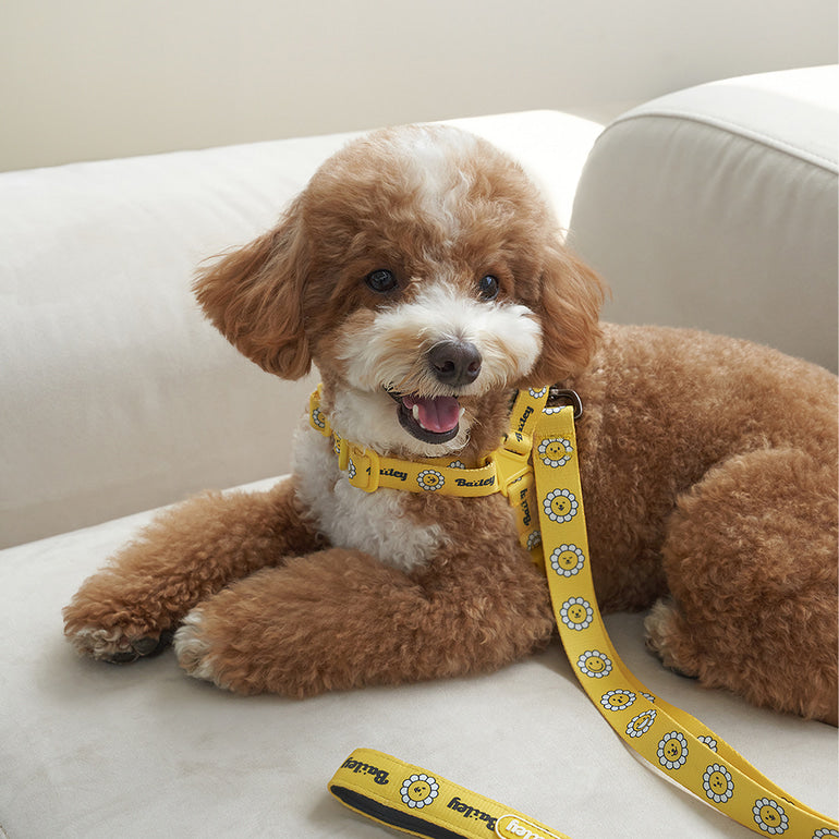韓國新品上架【梨花娘】🐾BAILEY 🐶秋冬新品 飽合亮色花朵微笑寵物牽繩(4色)