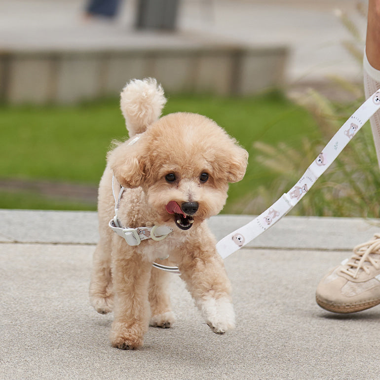 韓國新品上架【梨花娘】🐾BAILEY 🐶秋冬新品 馬卡龍柔軟色系小熊圖案寵物牽繩(3色)