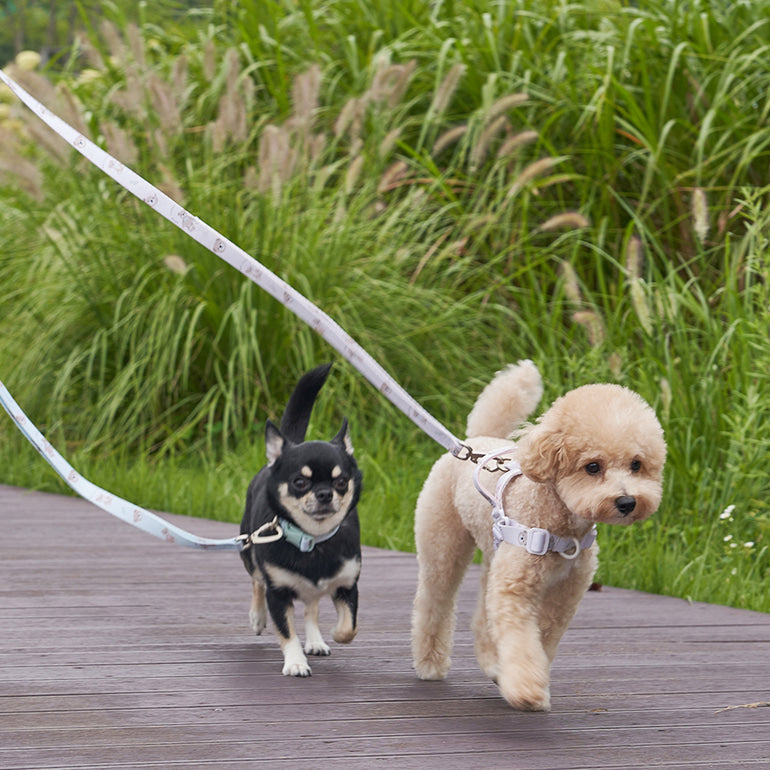 韓國新品上架【梨花娘】🐾BAILEY 🐶秋冬新品 馬卡龍柔軟色系小熊圖案寵物牽繩(3色)