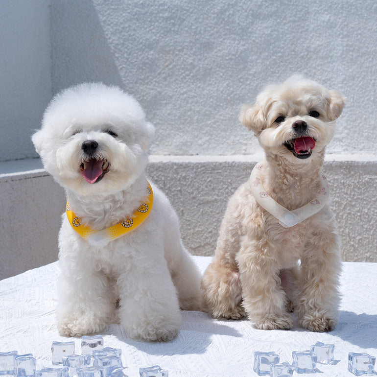 韓國新品上架【梨花娘】🐾BAILEY 🐶炎炎夏日寵物頸部降溫舒緩夜間瑩光冷卻頸圈(2色)