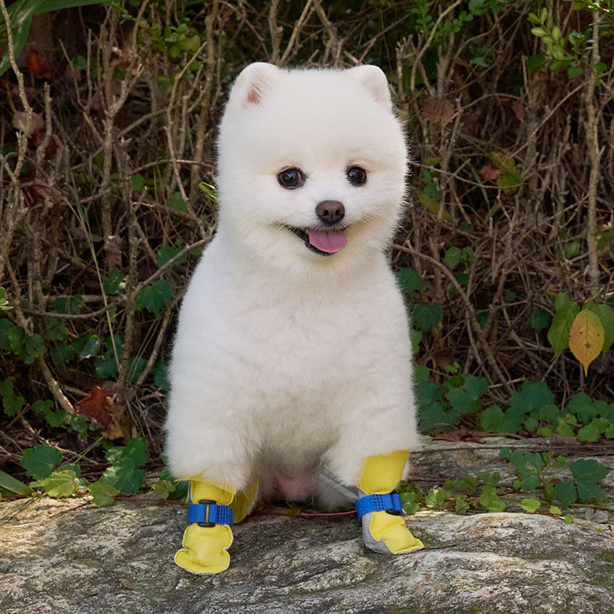 韓國新品上架【梨花娘】🐾BAILEY 🐶簡約輕盈防水不掉鞋防護寵物健走鞋(2色)