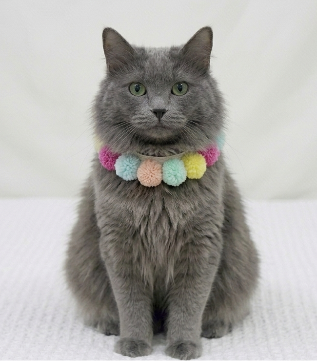 🆕新品上架【梨花娘】韓國手作繽紛馬卡龍彩球蕾絲寵物綁帶項圈💕