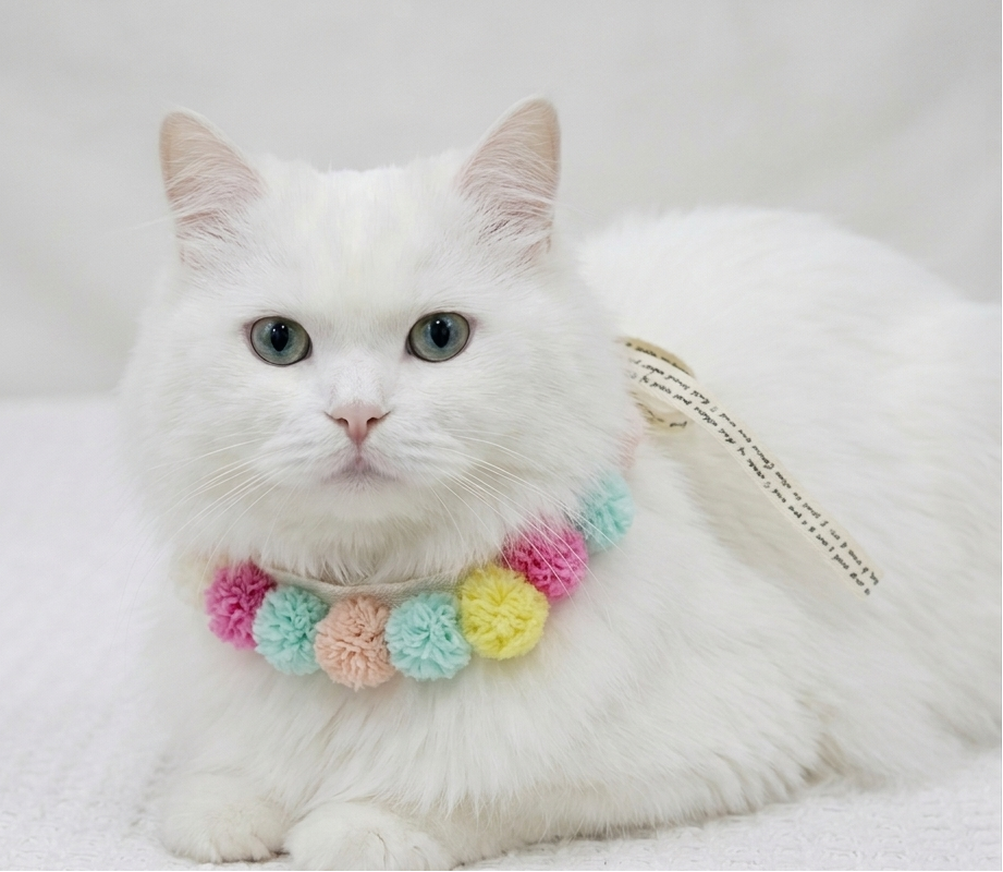 🆕新品上架【梨花娘】韓國手作繽紛馬卡龍彩球蕾絲寵物綁帶項圈💕