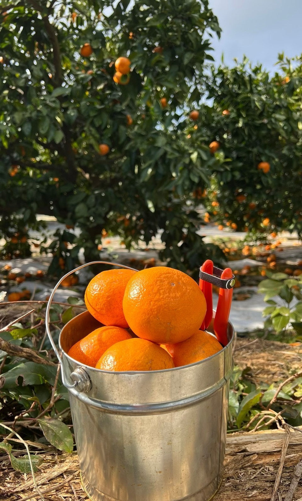 💜新品上架【梨花娘】🫧韓國🇰🇷濟州限定 苦盡柑來・好事花生吊飾💖💐(12月底~1月初到貨)