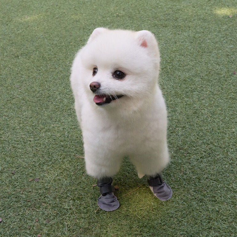 韓國新品上架【梨花娘】🐾BAILEY 🐶簡約輕盈防水不掉鞋防護寵物健走鞋(2色)
