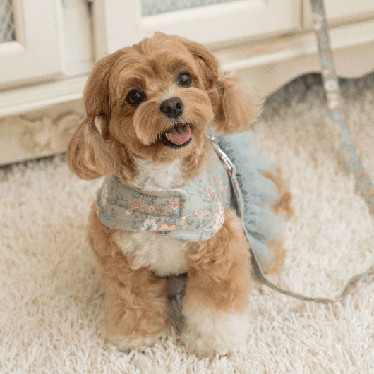 韓國新品上架【梨花娘】🐾BAILEY 🐶秋冬新品 溫柔蕾絲荷葉邊花朵復古可愛寵物服飾(2色)