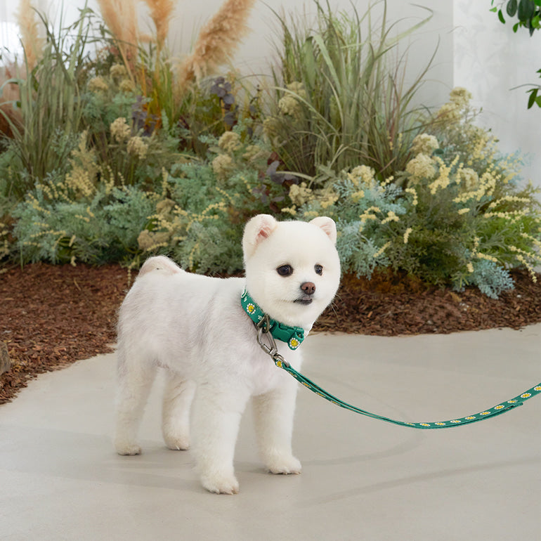 韓國新品上架【梨花娘】🐾BAILEY 🐶秋冬新品 飽合亮色花朵微笑寵物牽繩(4色)