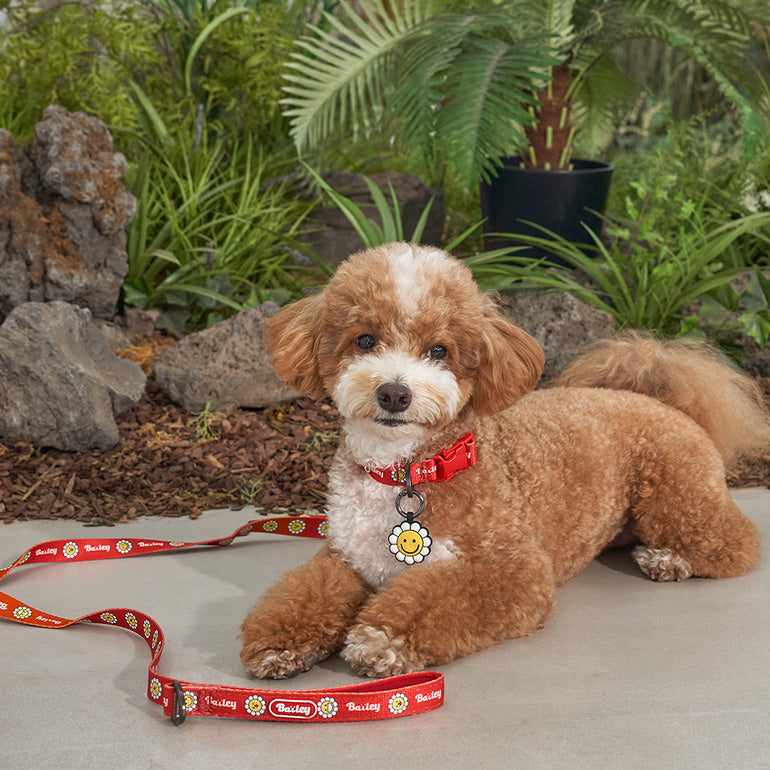 韓國新品上架【梨花娘】🐾BAILEY 🐶秋冬新品 飽合亮色花朵微笑寵物牽繩(4色)