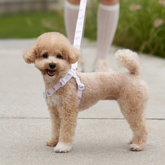 韓國新品上架【梨花娘】🐾BAILEY 🐶秋冬新品 馬卡龍柔軟色系小熊圖案寵物牽繩(3色)