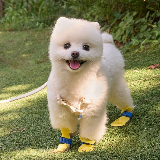韓國新品上架【梨花娘】🐾BAILEY 🐶簡約輕盈防水不掉鞋防護寵物健走鞋(2色)