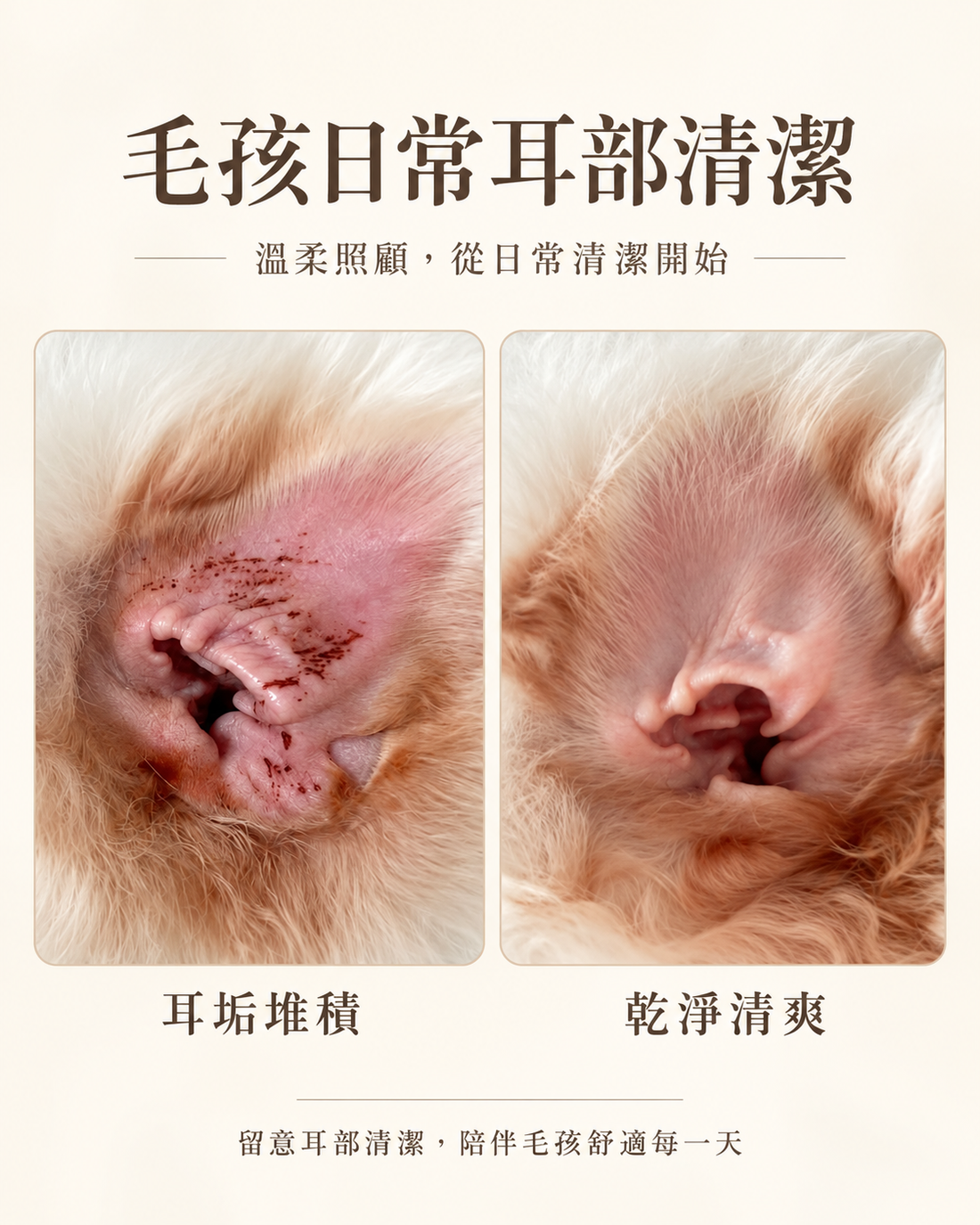 💜新品上架【梨花娘總代理】PUMBLEPET🌿韓國原裝 寵物植萃耳部清潔液｜溫和軟化耳垢・改善異味・日常耳道清潔100ml大瓶裝