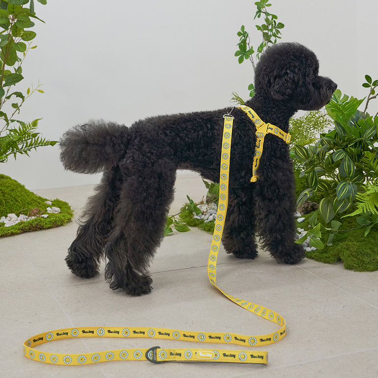 韓國新品上架【梨花娘】🐾BAILEY 🐶秋冬新品 飽合亮色花朵微笑寵物牽繩(4色)