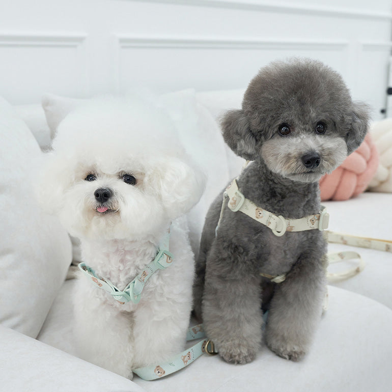 韓國新品上架【梨花娘】🐾BAILEY 🐶秋冬新品 馬卡龍柔軟色系小熊圖案寵物牽繩(3色)