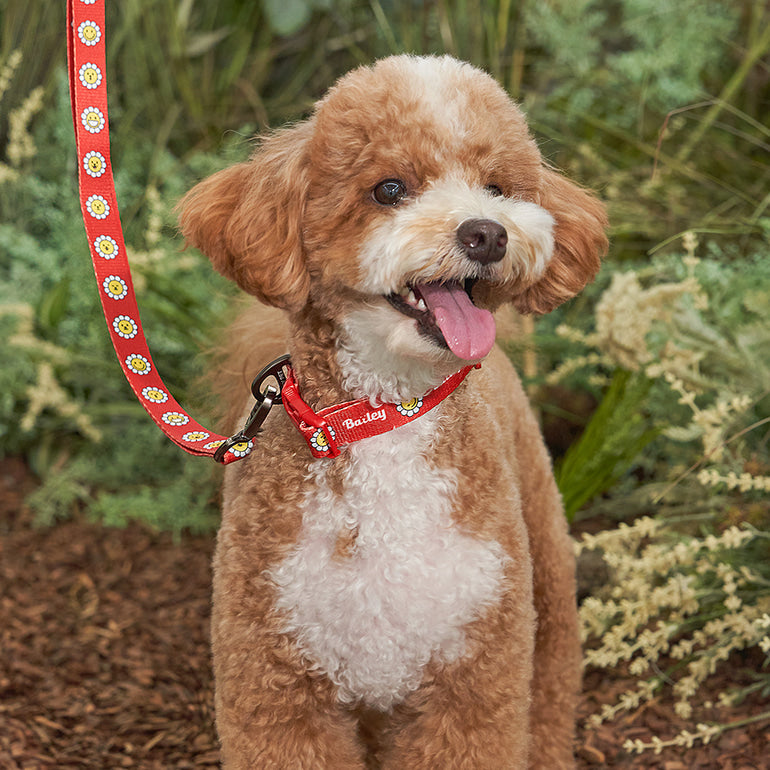 韓國新品上架【梨花娘】🐾BAILEY 🐶秋冬新品 飽合亮色花朵微笑簡易款寵物牽繩(4色)